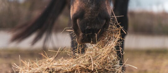 Nahaufnahme eines Pferdemundes, der Heu frisst, mit Fokus auf Nüstern und Heu