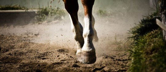 Nahaufnahme von Pferdehufen, die auf einem staubigen Weg galoppieren, mit aufgewirbeltem Staub und Gras am Rand