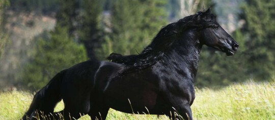 Majestätisches schwarzes Pferd mit wehender Mähne auf einer grünen Wiese vor Waldkulisse