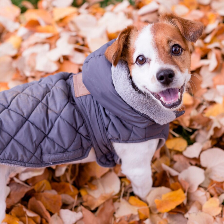 Hund mit Hundemantel im Herbst