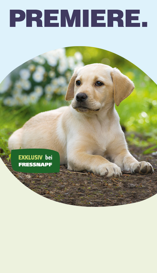 halsband hund klein Halsband für kleine Hunde & Welpen - Made in Germany