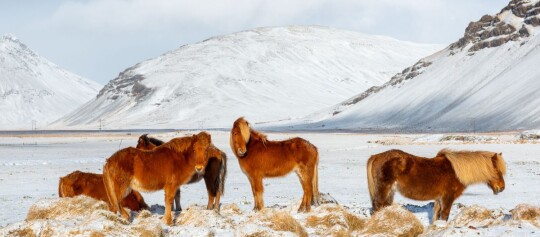Islandpferde mit dickem Fell auf verschneitem Feld vor schneebedeckten Bergen in Island