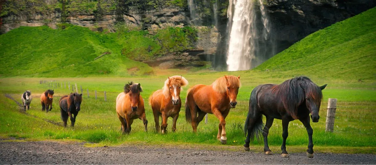 Islandpferde auf grünem Grasweg vor Wasserfall in isländischer Landschaft