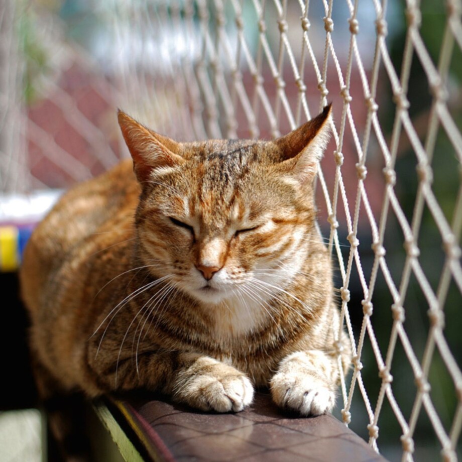 Eine Katze sonnt sich auf dem Balkon