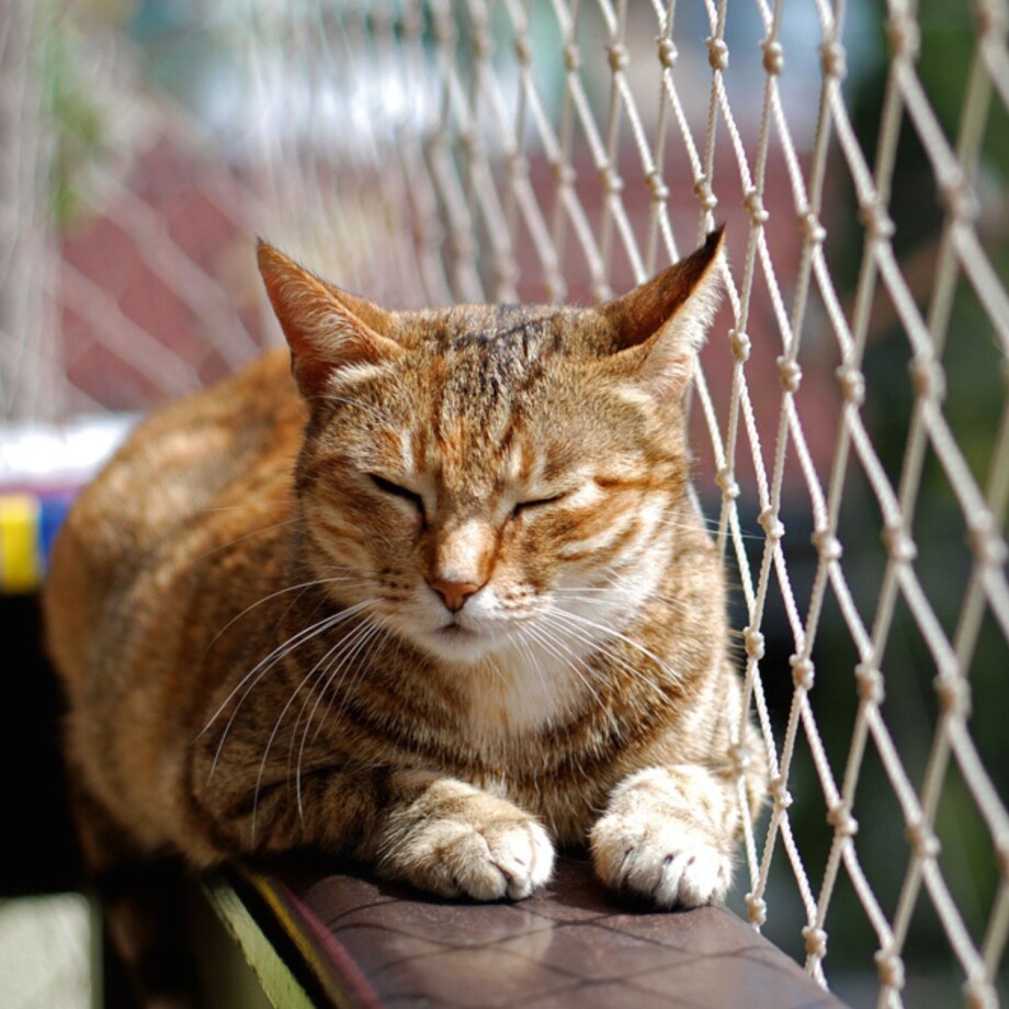 Katze_Freigaenger_Wohnungskatze Eine Katze sonnt sich auf dem Balkon