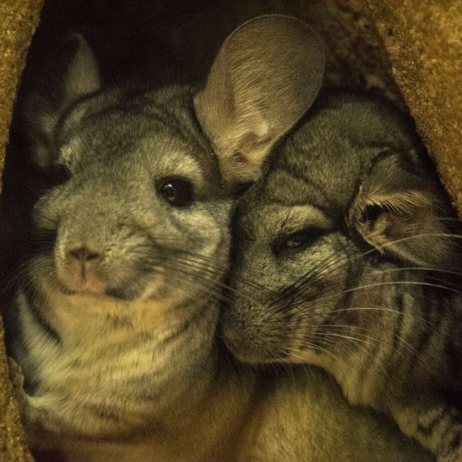 Kleintier_Chinchilla Zwei Chinchillas chillen