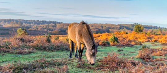 Braunes Pferd grast auf grünem Feld mit herbstlich orangefarbenen Büschen und Wald im Hintergrund