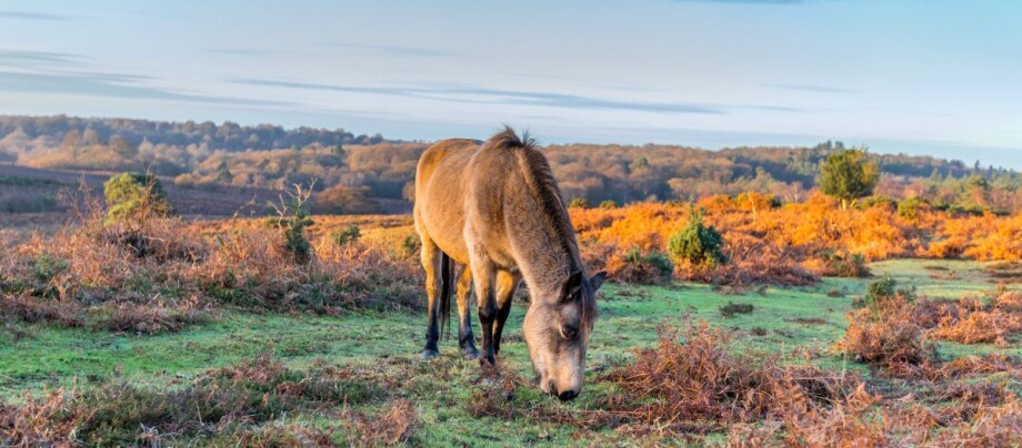 Konik Pferd vor den Bergen