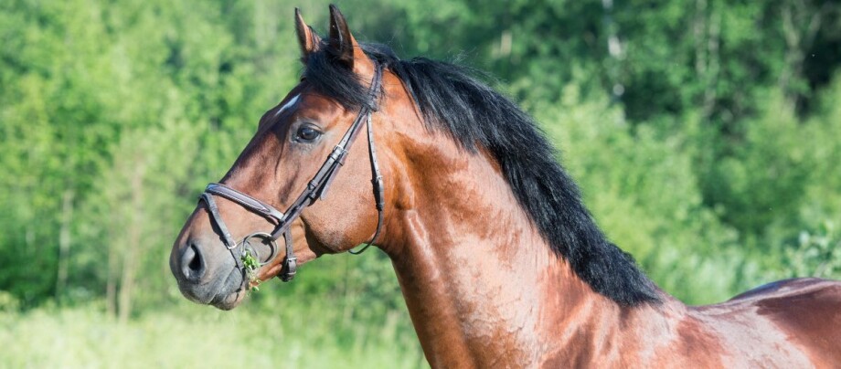 Portrait von einem Oldenburger Pferd
