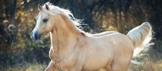 Palomino-Pferd mit goldenem Fell und weißer Mähne galoppiert im herbstlichen Wald