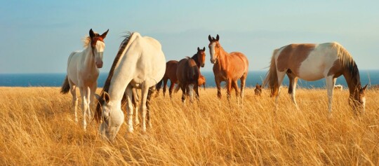 Gruppe von Pferden, die auf einem goldenen Feld mit trockenem Gras an der Küste grasen, blauer Himmel und Meer im Hintergrund