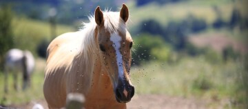 Nahaufnahme eines hellbraunen Pferdes mit weißer Mähne und Fliegen um das Gesicht auf einer sonnigen Weide