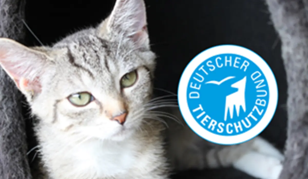 Nahaufnahme einer grauen Tabby-Katze mit grünen Augen in einem Katzenhaus neben dem Logo des Deutschen Tierschutzbundes.