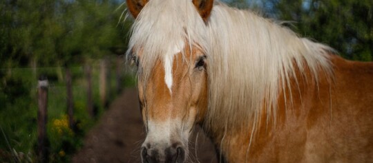 Nahaufnahme eines braunen Pferdes mit langer weißer Mähne auf einem ländlichen Bauernhof