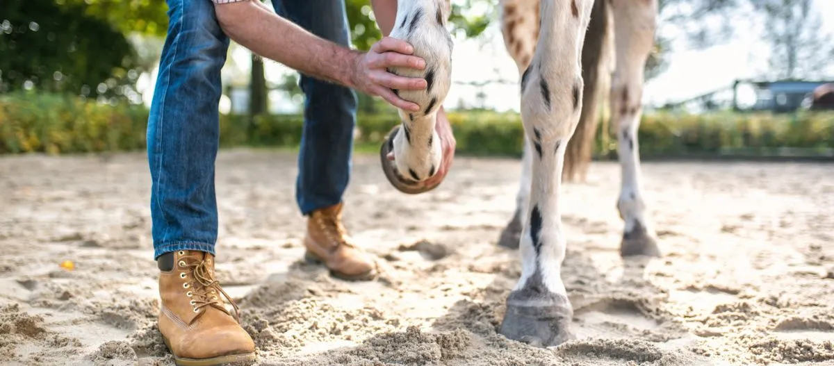 Person untersucht Pferdehuf im Sand, Pferdepflege und Hufkontrolle im Reitstall