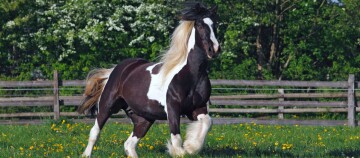 Schwarz-weißes Pinto-Pferd galoppiert auf grüner Wiese mit gelben Blumen vor Holzzaun und Bäumen