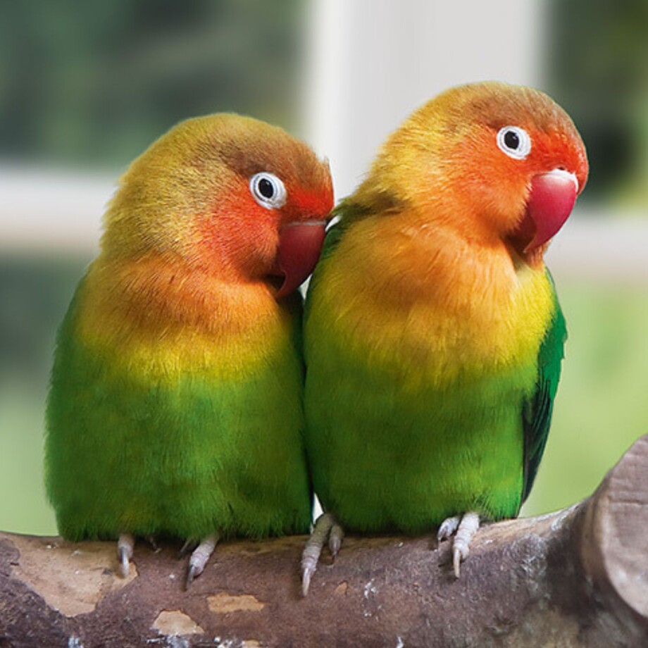 Zwei Papageien Agaporniden sitzen auf einem Ast.