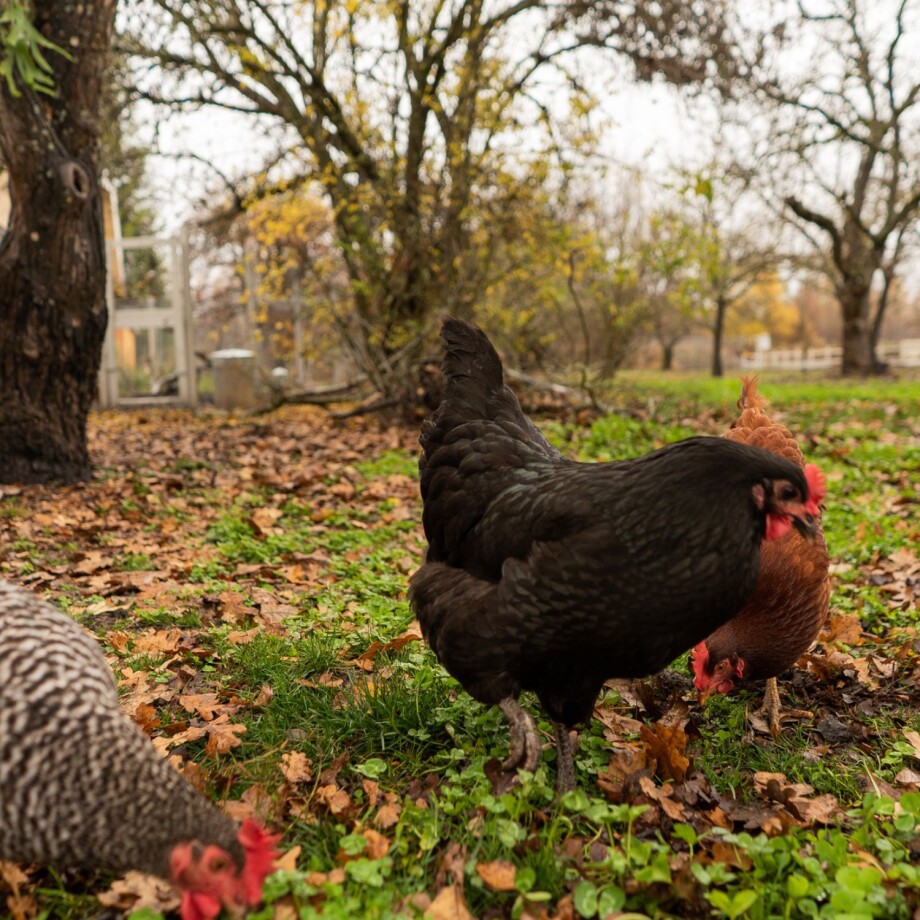 Hühner laufen im Herbst über eine mit Laub bedeckte Wiese