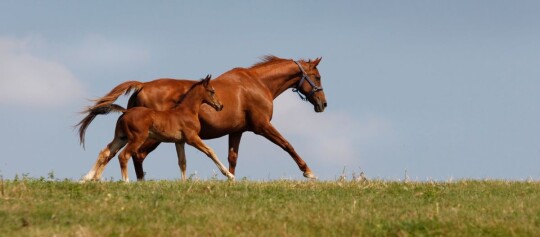 Braunes Pferd und Fohlen laufen gemeinsam auf einer grünen Wiese unter blauem Himmel