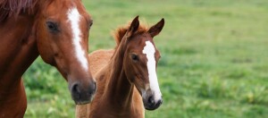 Nahaufnahme von zwei braunen Pferden mit weißen Abzeichen auf einer grünen Wiese