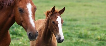 Nahaufnahme von zwei braunen Pferden mit weißen Abzeichen auf einer grünen Wiese