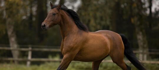 Braunes Pferd mit schwarzer Mähne und Schweif galoppiert in einem umzäunten Weidebereich mit Bäumen im Hintergrund.