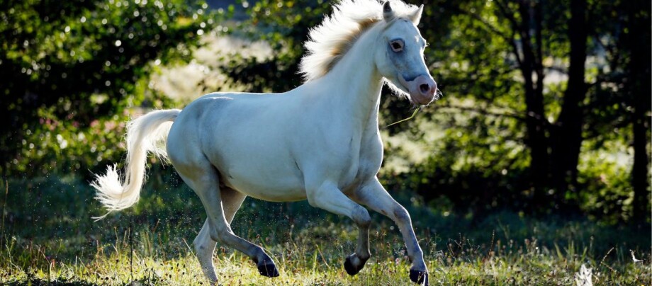 Welsh Cob galoppiert