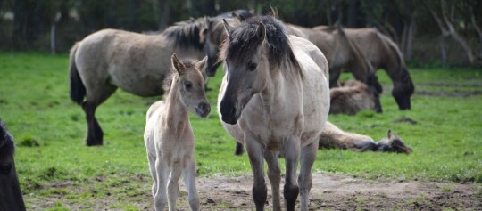 Konik-Pferdeherde mit Stute und Fohlen auf grüner Weide in natürlicher Umgebung