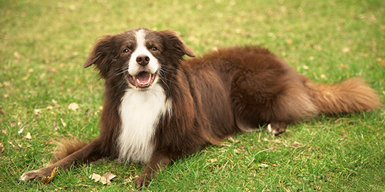 Glücklicher braun-weißer Border-Collie-Hund liegt auf grünem Gras im Freien