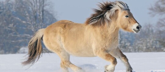 Przewalski-Pferd läuft energiegeladen durch verschneite Winterlandschaft