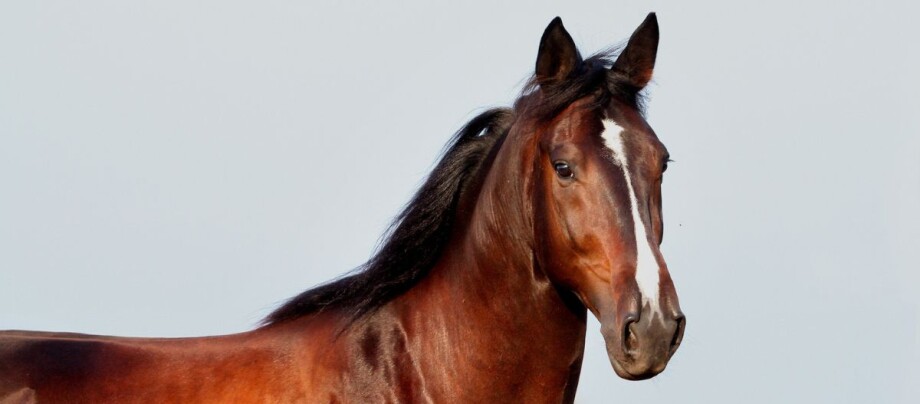 Portrait von einem Trakehner Pferd