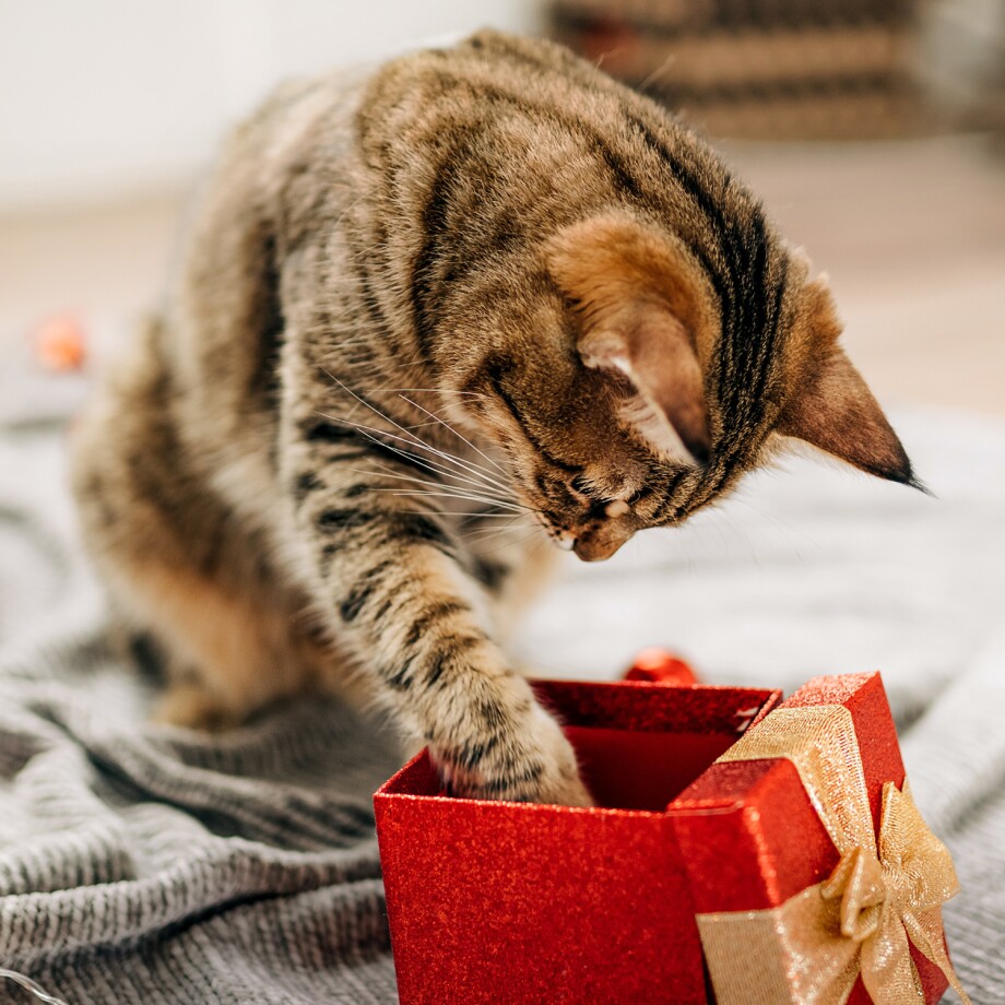 Weihnachten Dekorieren mit Katze