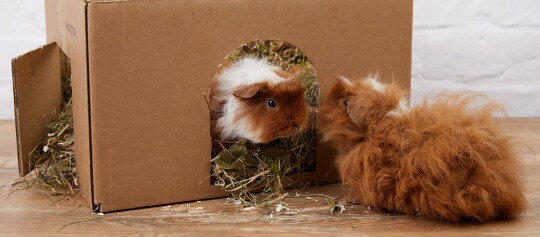 Zwei flauschige Meerschweinchen mit langem, lockigem Fell in einem Papphaus mit Heu, eines schaut heraus, das andere sitzt davor.