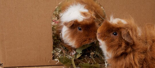 Zwei flauschige Meerschweinchen mit braun-weißem Fell, eines schaut aus einem Papphaus, das andere steht davor.