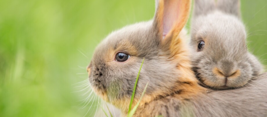 Zwei Kaninchen auf der Wiese