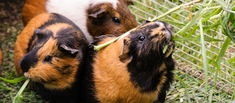 Hygiene Meerschweinchen