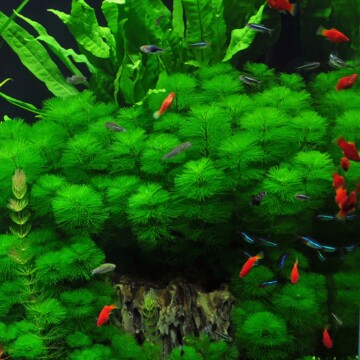 Kleurrijk zoetwateraquarium met groene waterplanten, rode platies, neonvissen en zebradanio's