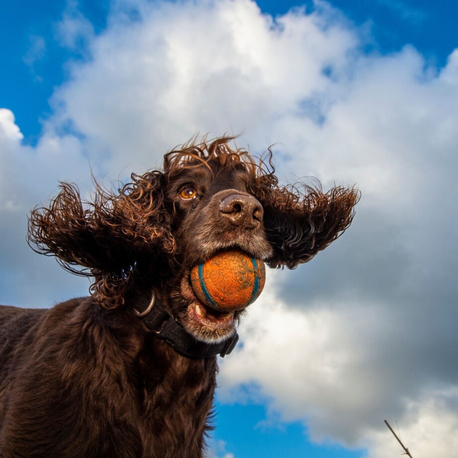 Ein Hund mit einem Ball