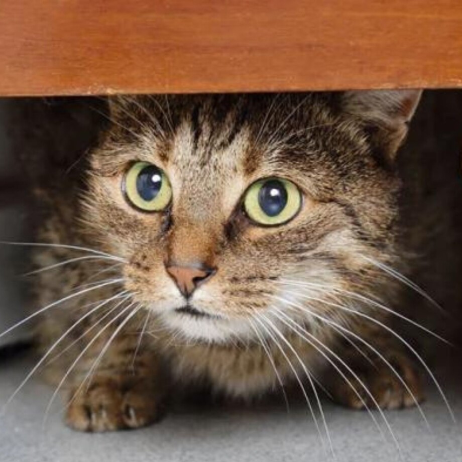 Eine Katze versteckt sich unter einem Schrank