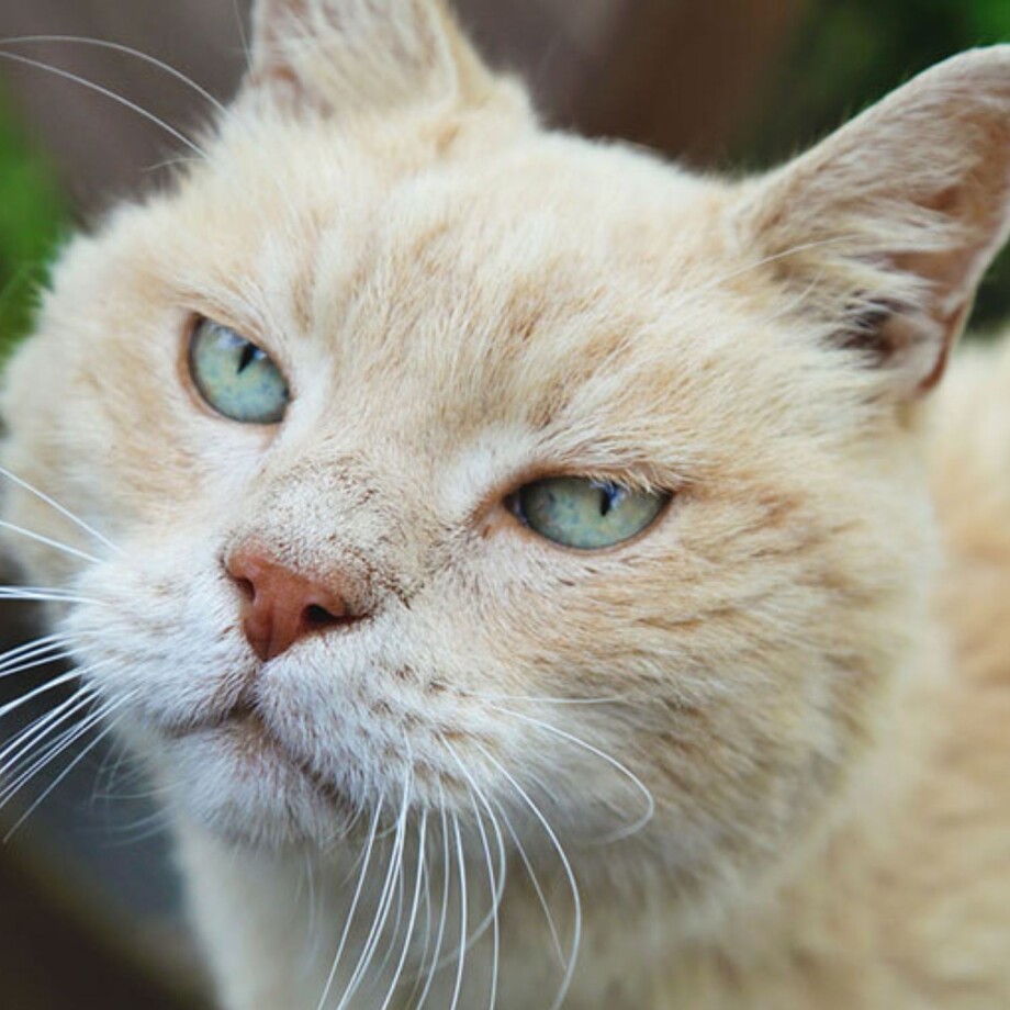 Eine alte Katze schaut in die Kamera