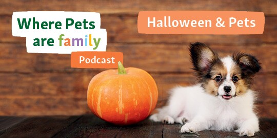 Podcast Ireland - halloween & Pets