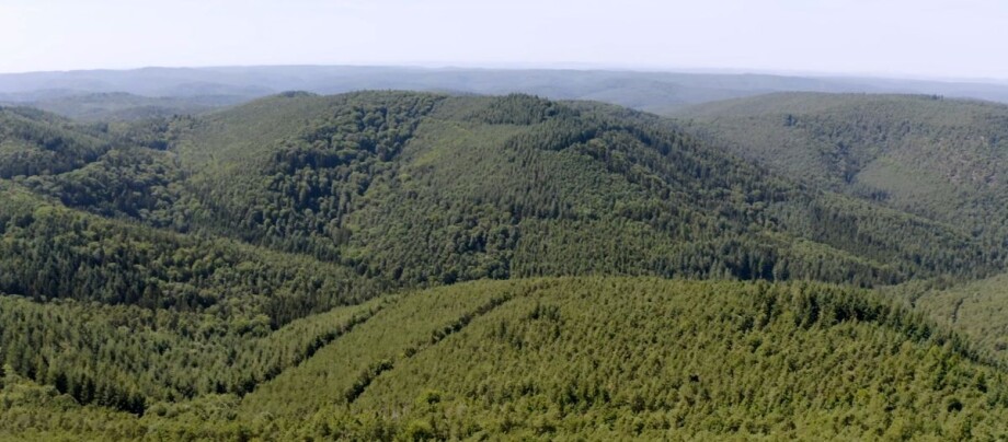 Outdoor-Challenge im Pfälzer Wald