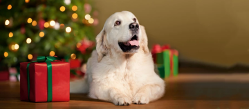 Weißer Golden Retriever liegt entspannt neben roten und grünen Weihnachtsgeschenken vor einem festlich beleuchteten Weihnachtsbaum.