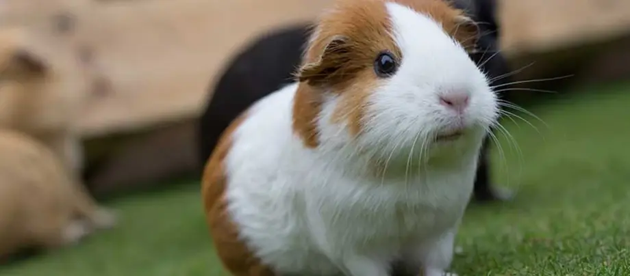 Ratgeber_Kleintier_meerschweinchen-draussen_1200x527 Meerschweinchen draussen