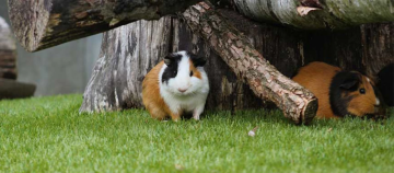 Meerschweinchen Haltung