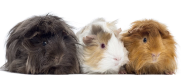 Drei Meerschweinchen mit unterschiedlichem Fell, braun, weiß und rot, sitzen nebeneinander vor weißem Hintergrund.