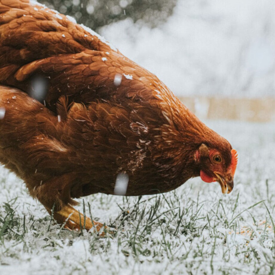 Ein Huhn pickt auf einer schneebedeckten Wiese