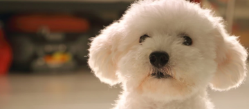 Niedlicher weißer Bichon Frisé Hund mit lockigem Fell und dunklen Augen in Nahaufnahme