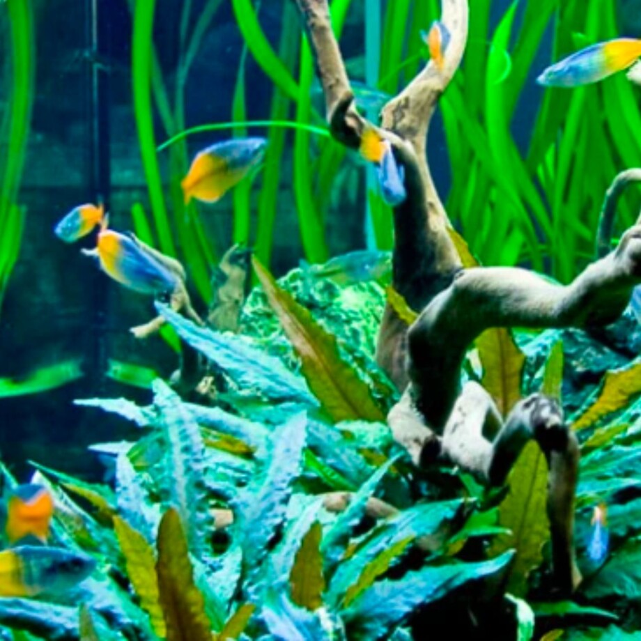 Aquascaping Aquascaping