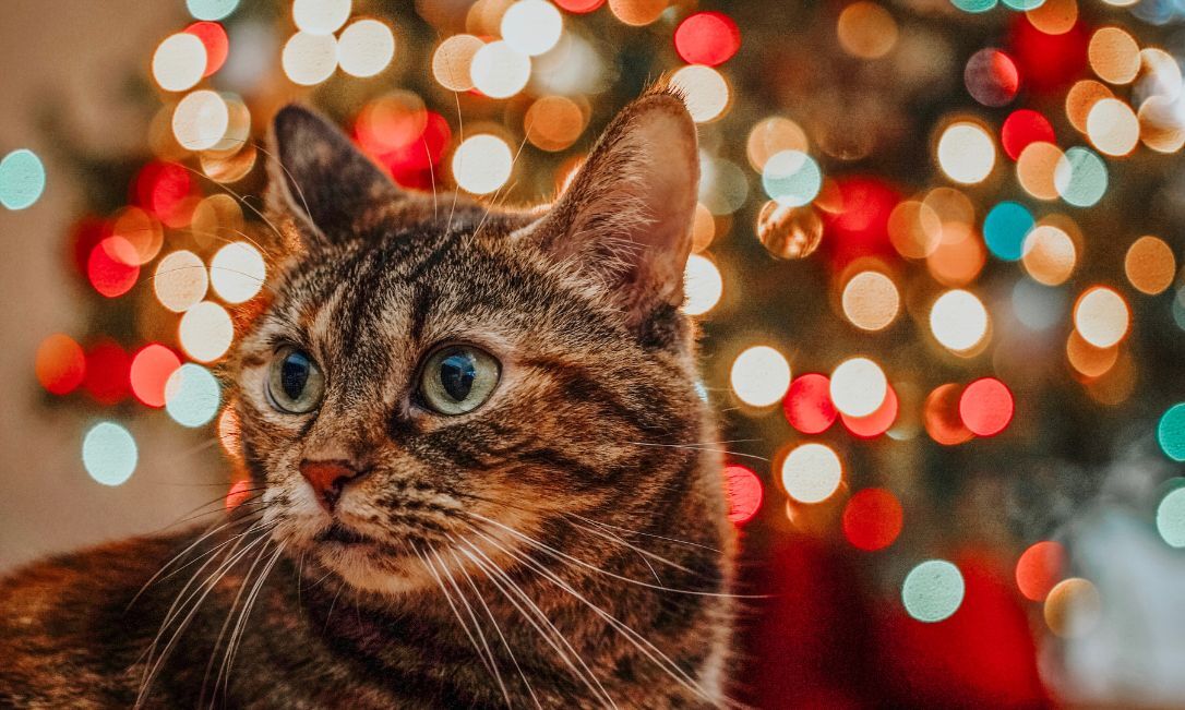 Weihnachten mit Katze Weihnachten mit Katze